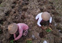 Kemarau Panjang, Petani Tembakau Perluas Area Tanam