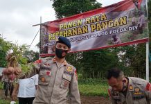 Bersama Warga, Personil Batalyon B Pelopor Sat Brimobda DIY Panen Singkong