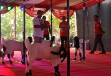 Peserta Kontes Kambing PE Kaligesing Piala Presiden 2023 Membludak, Harga Tembus Ratusan Juta