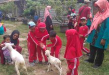 Asyiknya Anak-anak TK Berinteraksi Dengan Hewan Ternak di Jam’s Farm