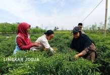 Titiek Soeharto Tanam Bawang Hingga Panen Cabai Bersama Petani Bantul