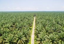 Kehampaan Hak, Sebuah Fenomena Pengkerdilan Hak Warga Negara (Kasus Konflik Lahan Masyarakat dengan Perusahaan Sawit)