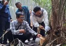 Titiek Seoharto Panen Salak di Turi Sleman