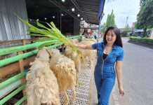 Pedagang Domba Qurban Di Sleman ini Pakai SPG Cantik dan Hadiah Sembako Untuk Tarik Minat Calon Pembeli