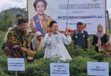 Ke Kulonprogo, Titiek Soeharto Panen Cabai Hingga Salurkan Bantuan Alsintan Ke Sejumlah Kelompok Tani