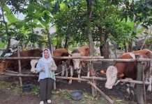Titiek Soeharto Serahkan 10 Ekor Sapi Qurban Berukuran Jumbo Untuk Warga DIY