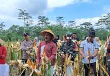 Wujudkan Ketahanan Pangan Warga Kepuharjo Penen Jagung di Lahan Bekas Erupsi Merapi