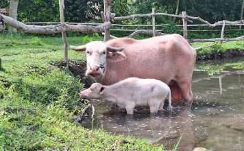Dua Kerbau Bule di Jogja Exotarium Lahirkan Anak, Bertepatan dengan Wafatnya PB XIII