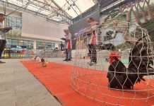 Puluhan Peternak Asal DIY Jateng Meriahkan Kontes Ayam KT Piala Bupati Sleman