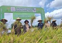 Titiek Soeharto Panen Perdana Padi Unggul Varietas HMS 700 di Kalurahan Madurejo Prambanan