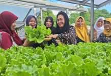 Titiek Soeharto Panen Selada di Kebun Laras Asri Warungboto Umbulharjo