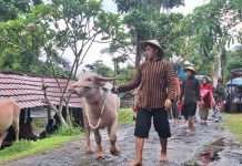 Mini Zoo Jogja Exotarium Rayakan HUT ke-8 dengan Kirab Hewan Koleksi