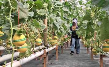 Panen Perdana Melon Hidroponik di Jerukagung, Dorong Ketahanan Pangan Desa