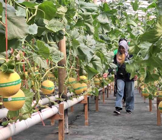 Panen Perdana Melon Hidroponik di Jerukagung, Dorong Ketahanan Pangan Desa
