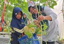 Masuki Panen Kedua, Budidaya Melon Kalurahan Jerukagung Semakin Menggembirakan