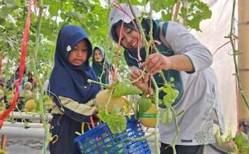 Masuki Panen Kedua, Budidaya Melon Kalurahan Jerukagung Semakin Menggembirakan